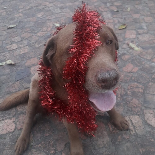 Festive Follies - keeping your pet safe over the holidays