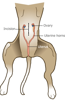 Drawing showing the uterus and ovaries of a female dog