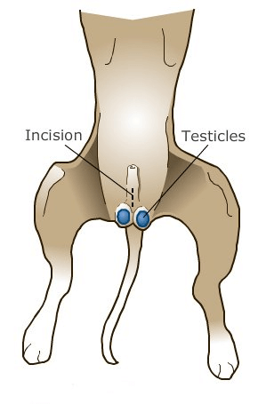 Drawing showing the incision for neutering a dog