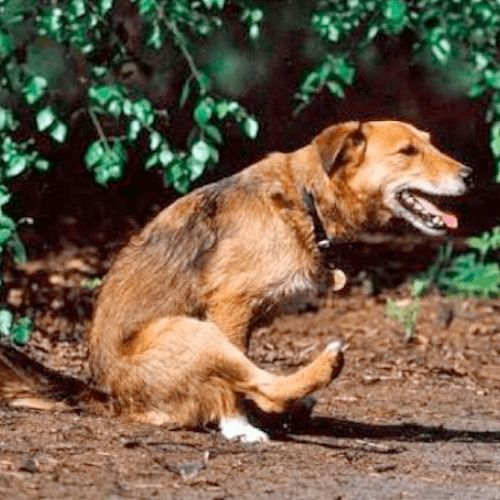 Image of dog scooting