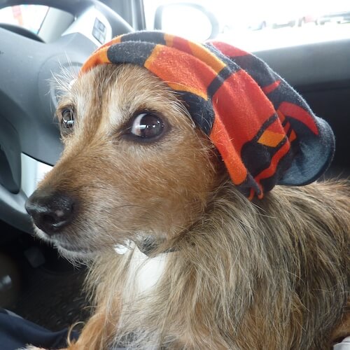Dog with buff hat in car