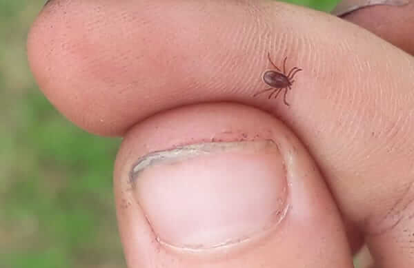 Blog on tick borne disease