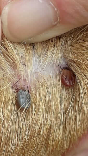 Tick bite fever treatment for outlet dogs