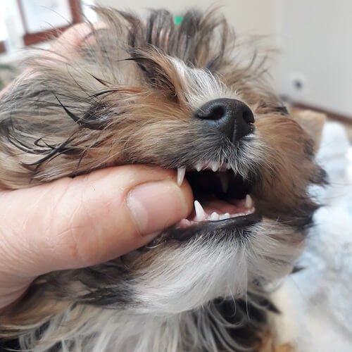do dog baby teeth need to be removed