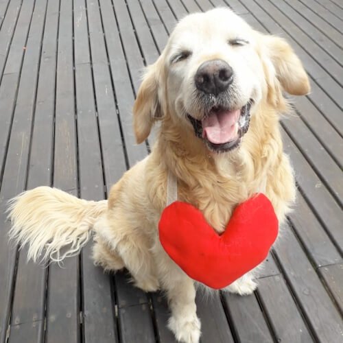 Love your pet 500x500